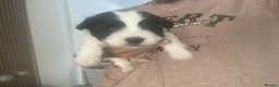 Mixed Breed dogs for sale: Shih-poo X Puppies - Advert 8