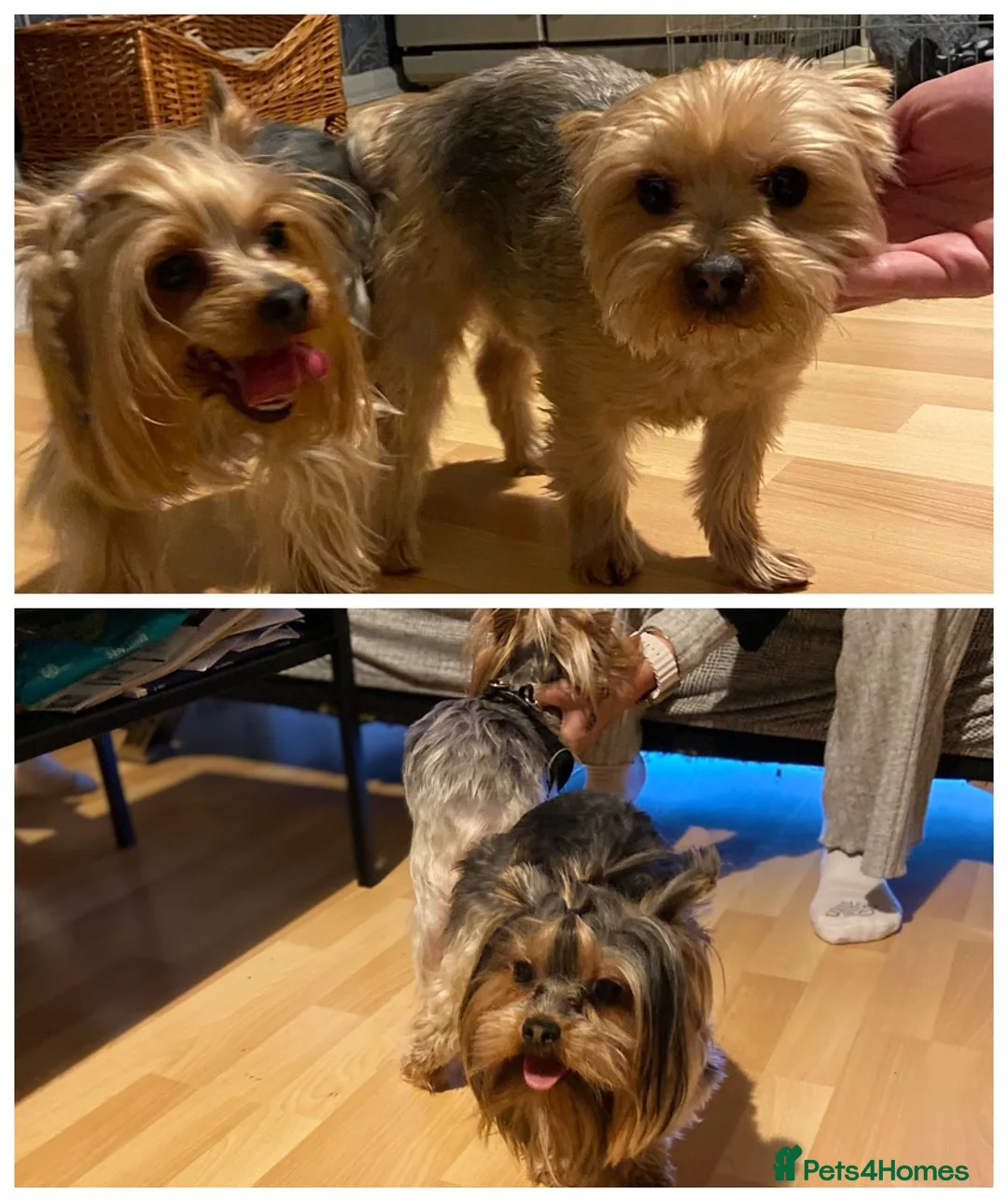 Yorkshire Terrier dogs for stud: Beautiful Yorkshire terrier  in Hornchurch - Advert 12