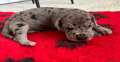Great Dane dogs - Advert 5