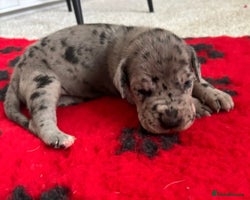 Great Dane dogs - Advert 5