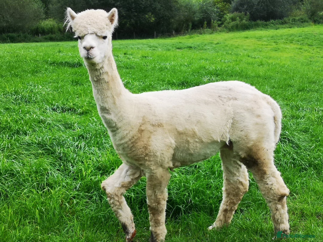 Alpaca livestock for sale: 3 x Male Alpacas for sale - Image 3