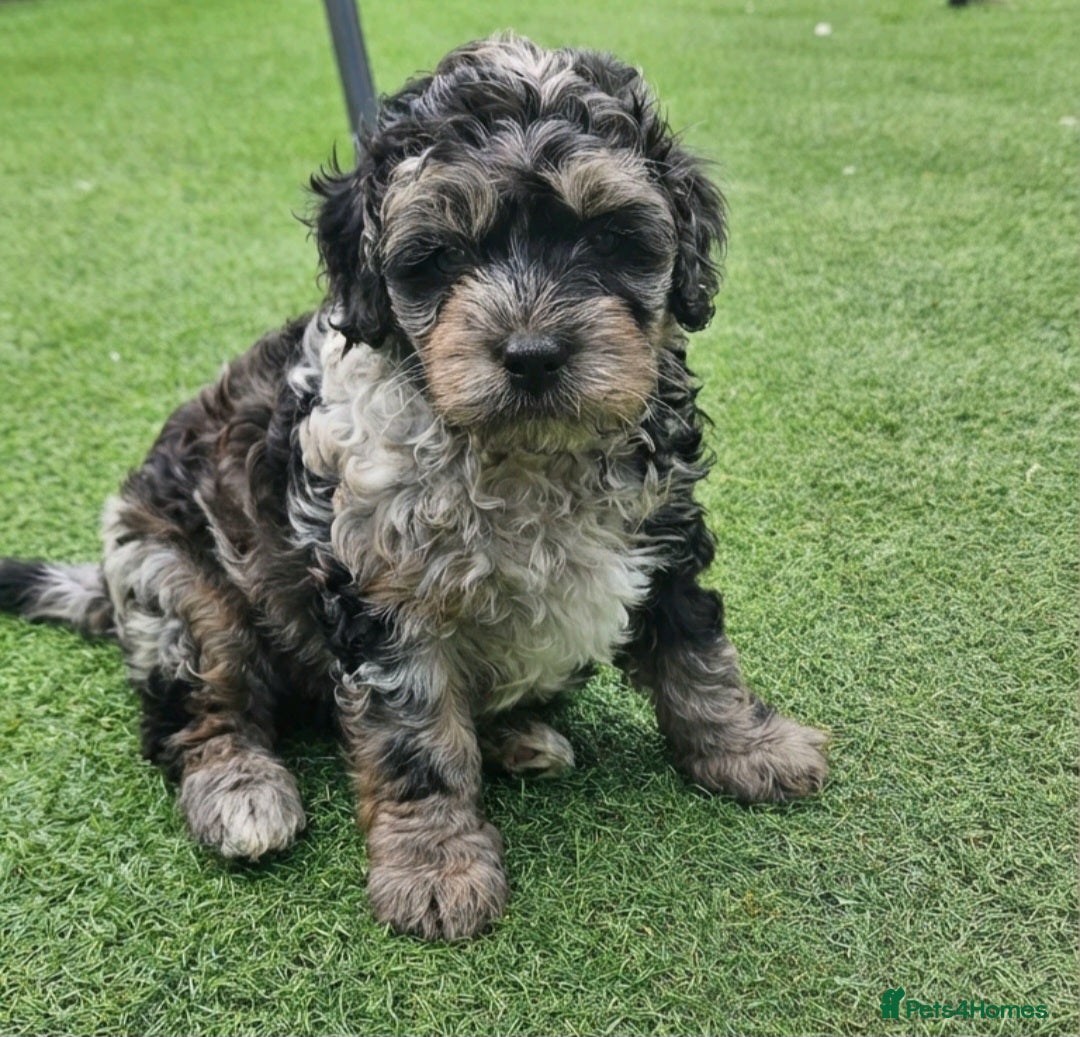 Cockapoo dogs  Ready now F1b toy American  cockerpoos  - Advert 4