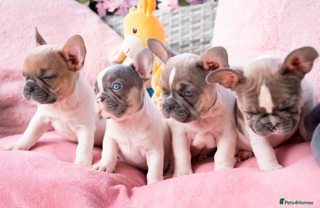 French Bulldog dogs for sale: Stunning litter of pied French bulldogs - Advert 30