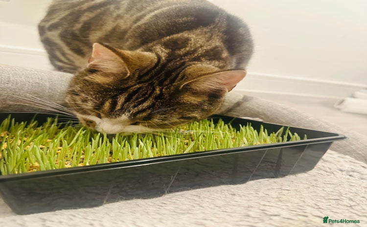Domestic Shorthair cats - Advert 15