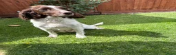 Cockapoo dogs for sale: Cockatoo puppies in Royston - Advert 9