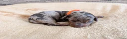 Miniature Dachshund dogs for sale: KC Registered Miniature Dachshunds - Advert 9