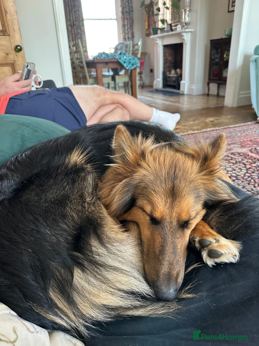Mixed Breed dogs for sale: Nala (gsd/rough collie mix) - Advert 2