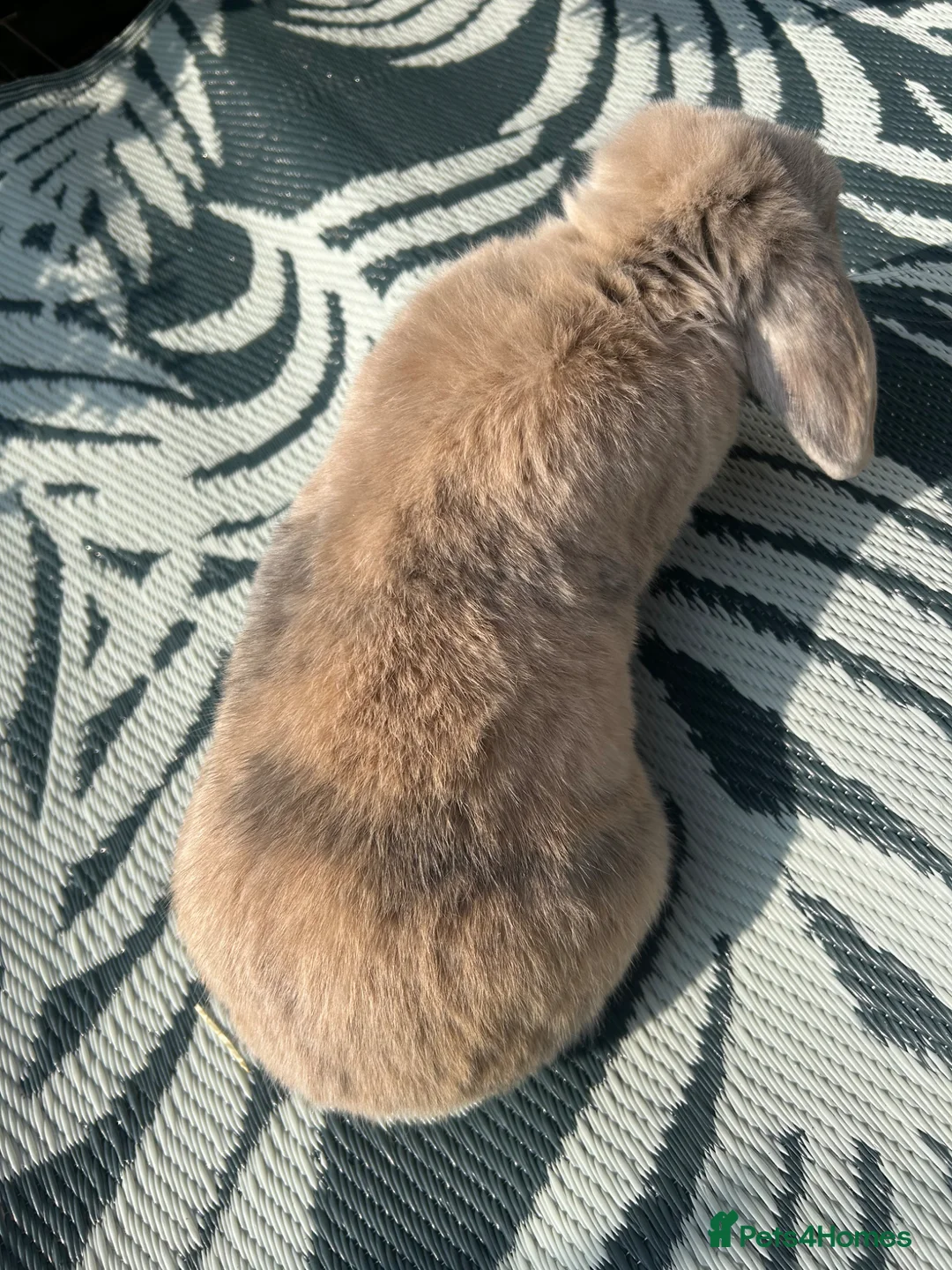 Mini Lop rabbits for sale: Beautiful mini lop doe for sale  - Advert 9