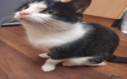 Domestic Shorthair cats for sale: 4 cats need rehoming  **  - Advert 4