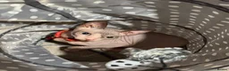 Sphynx cats for sale: Beautiful Sphynx Boy  - Advert 5