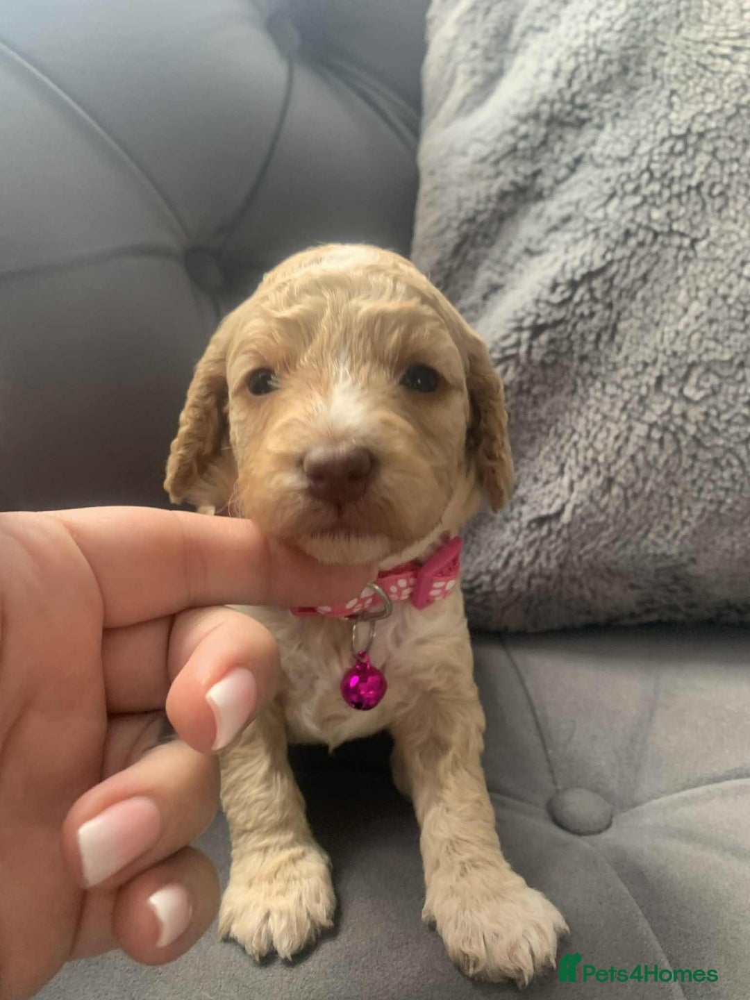 Cockapoo dogs for sale: Cockapoo Lovley Puppies  - Image 8
