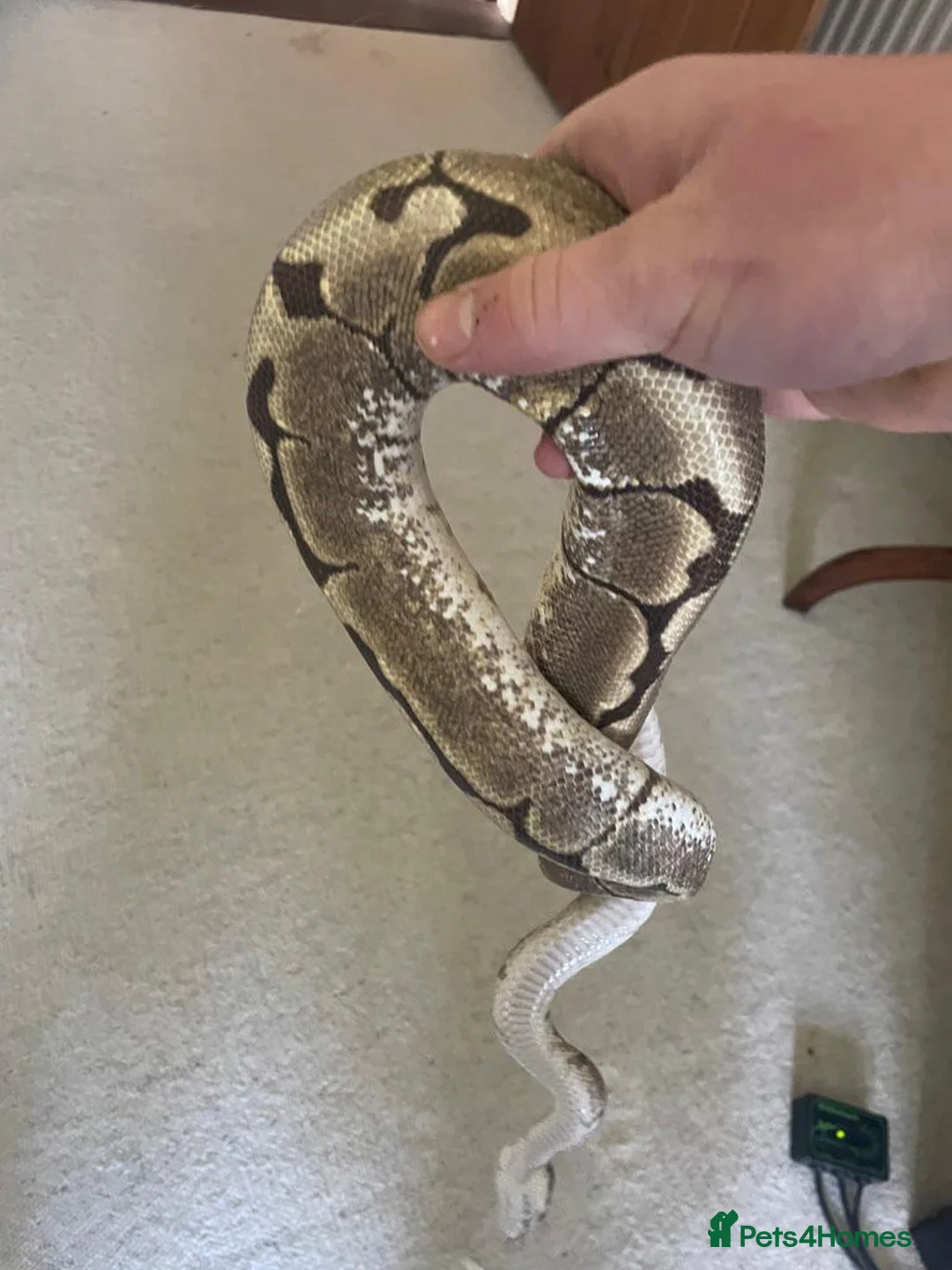 Python Snake reptiles for sale: Spider ball python - Advert 2