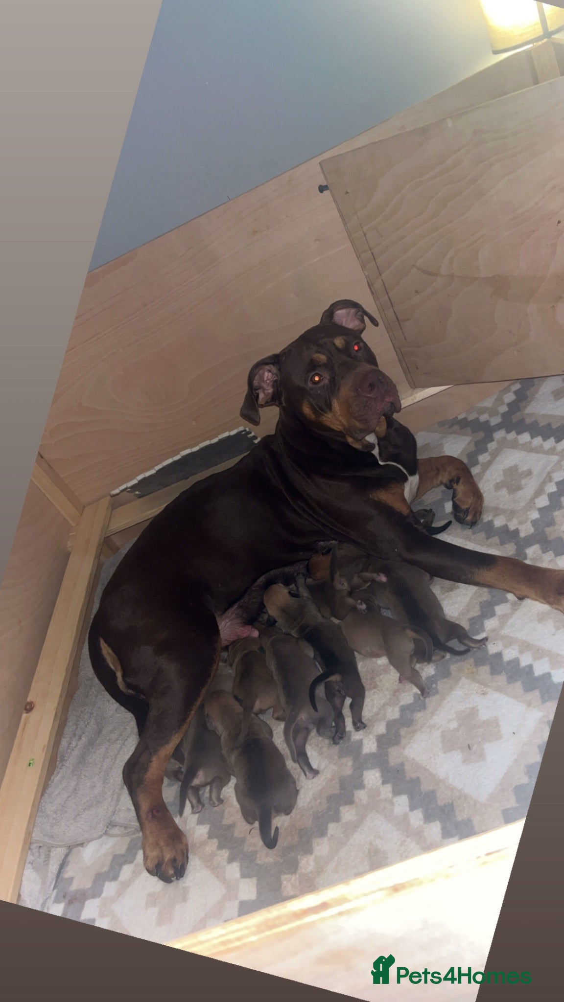 Mixed Breed dogs Bull grayhound learchers  - Advert 6