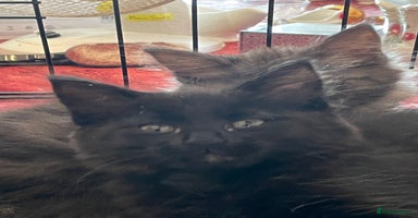 Maine Coon cats - Advert 14