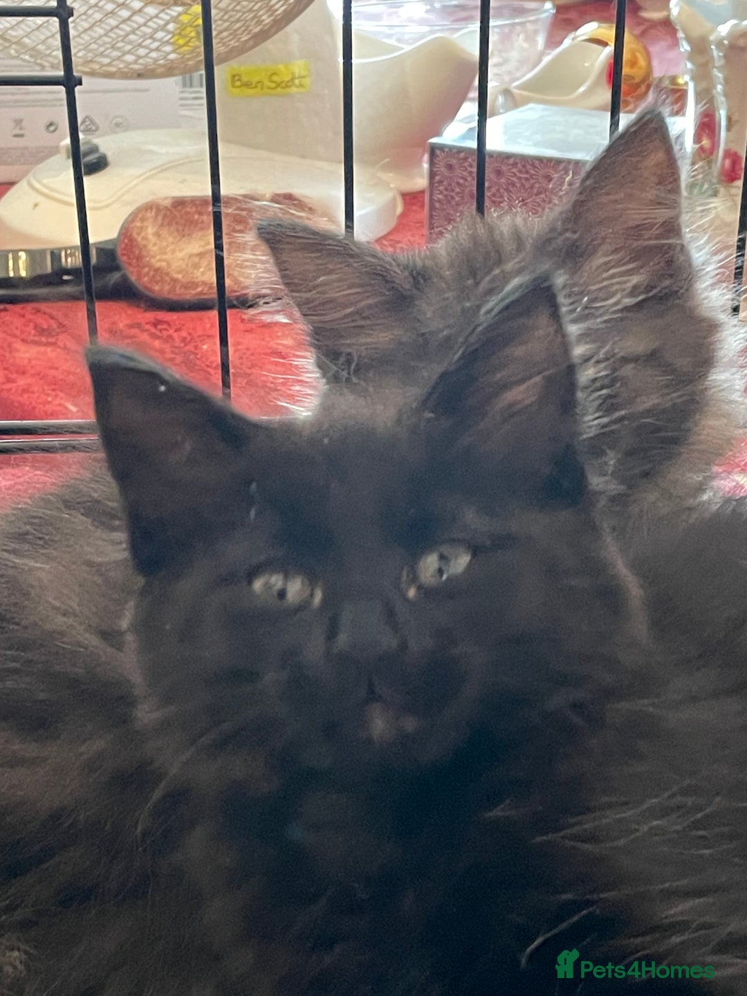 Maine Coon cats for sale: Maine coon kittens - Image 3