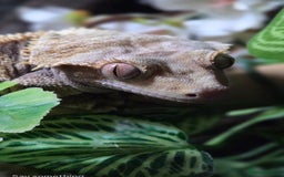Gecko reptiles for sale: Crested Gecko Male Boy Reptile  - Image 6