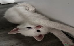 Oriental cats for sale: Male kitten  - Image 1