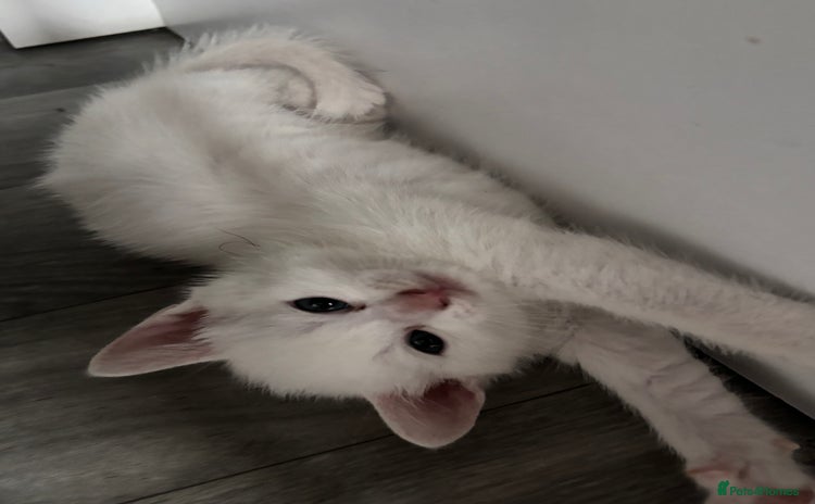 Oriental cats - Advert 5