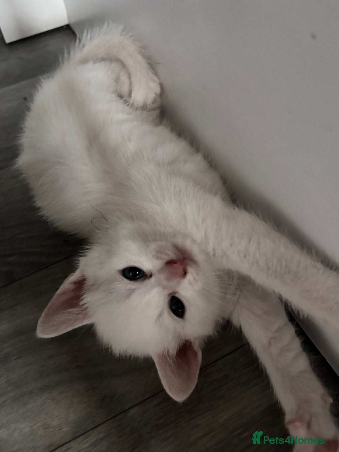 Oriental cats for sale: Male kitten  - Image 1