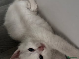 Oriental cats for sale - Advert 1