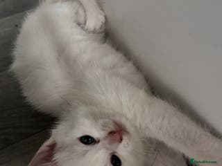 Oriental cats Male kitten - Advert 21