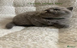 British Shorthair cats for sale: 4 purebred British shorthair kittens  - Image 12