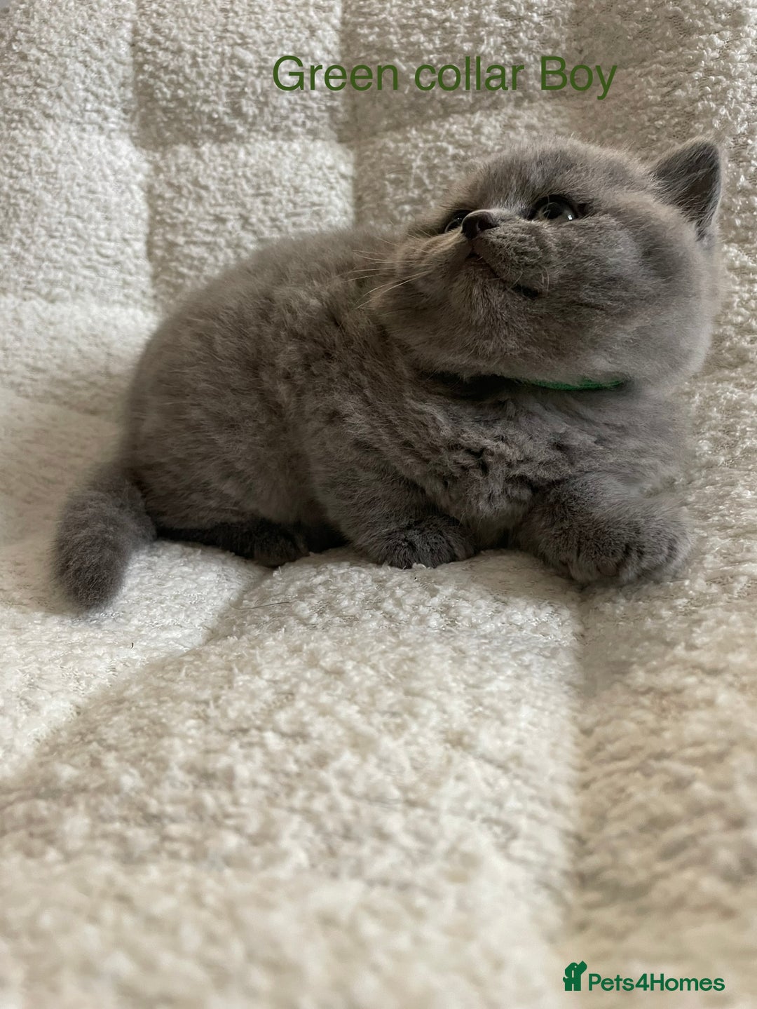 British Shorthair cats for sale: 4 purebred British shorthair kittens  - Image 12