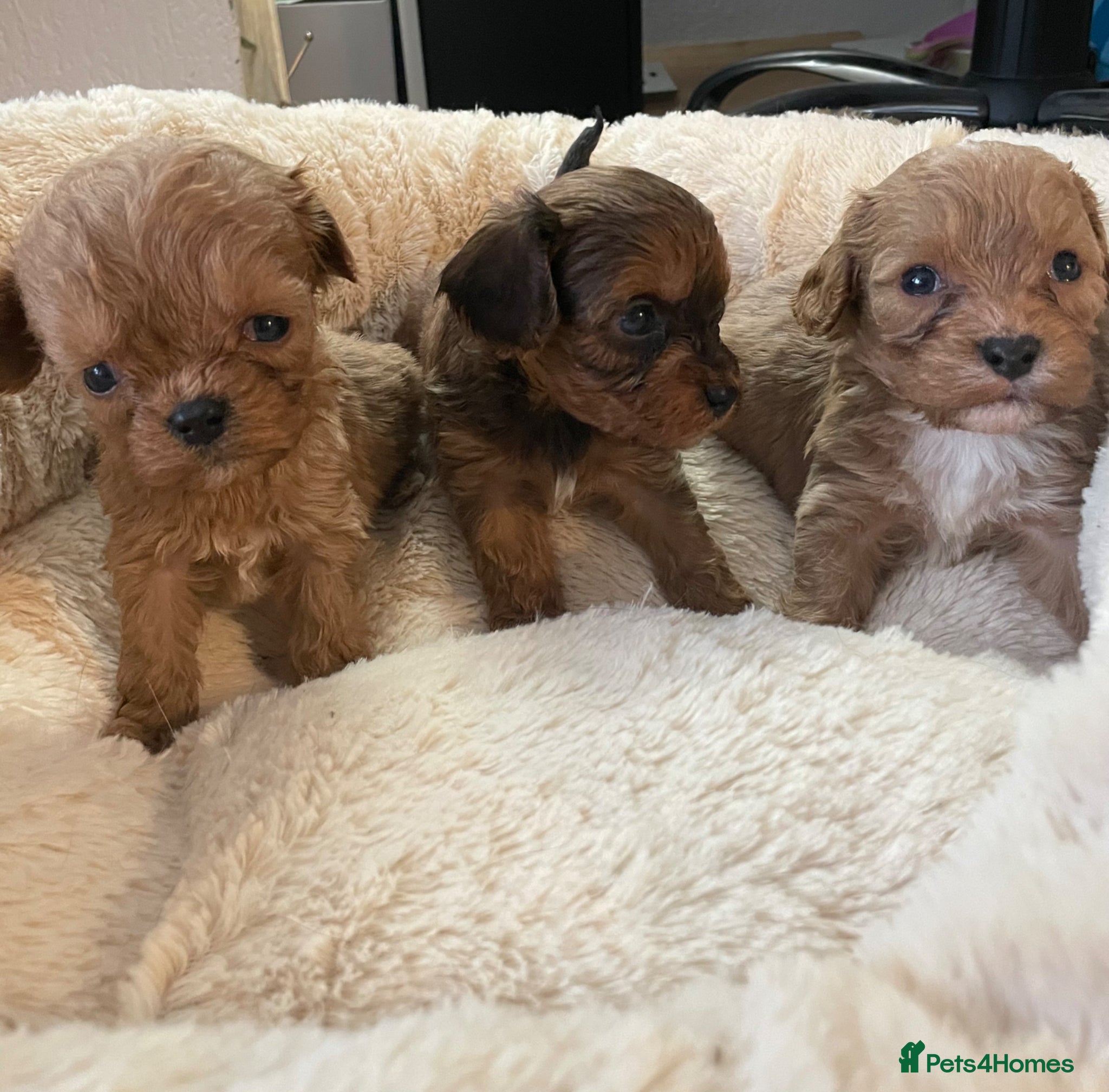 Cavapoo dogs ❤️🐶🌟Gorgeous F1 Cavapoo Puppies Available 🩷😍💙 - Advert 5