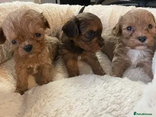 Cavapoo dogs ❤️🐶🌟Gorgeous F1 Cavapoo Puppies Available 🩷😍💙 - Advert 5