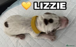 Cocker Spaniel dogs for sale: Stunning Blue/Liver Roan Cocker Spaniels Puppies  - Image 14