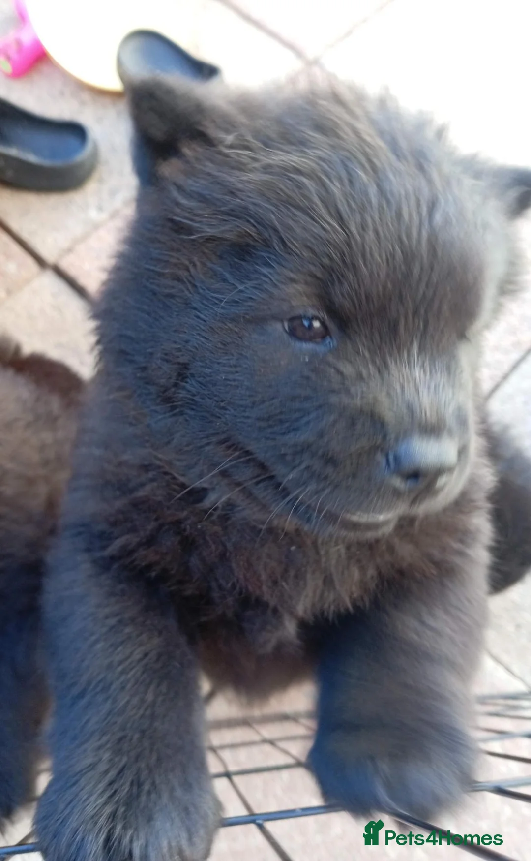 Chow Chow dogs for sale: 🐻❤️ GORGEOUS KC REGISTERED CHOW CHOW PUPPIES 🐾 - Advert 2