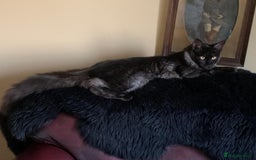 Maine Coon cats for sale: Full pedigree Maine Coon Female - Image 12