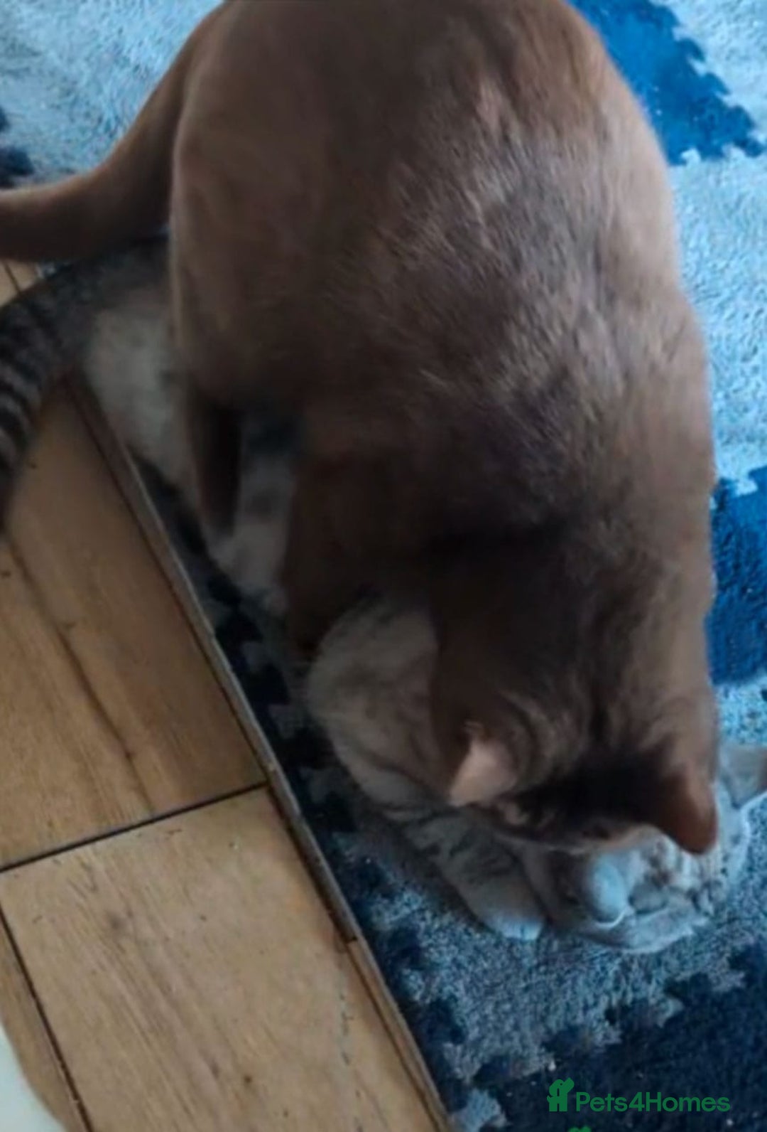 British Shorthair cats for sale: 🏆GCCF / TICA Active –🏅 PROVEN  - Advert 12