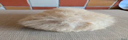 Guinea Pig rodents for sale: Gorgeous alpaca boys looking for their 5* home - Advert 9