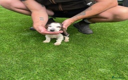 Basset Hound dogs for sale: Basset hound puppies for sale - Image 11