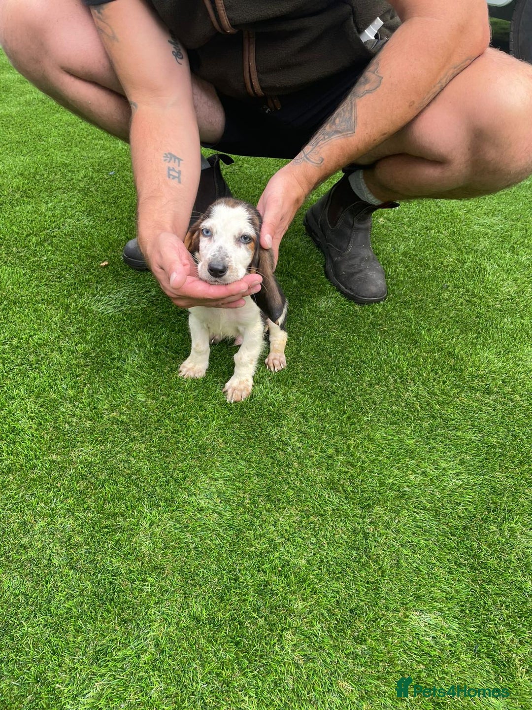 Basset Hound dogs for sale: Basset hound puppies for sale - Image 11