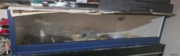 Corn Snake reptiles for sale: 2 common corn snakes in Milton Keynes - Advert 2