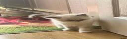 Ragdoll cats for sale: Two girls and one Boy ragdoll kittens ready to go in Swansea - Advert 20