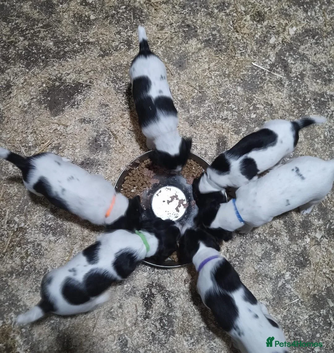 Sprocker dogs for sale: Quality Sprocker Spaniels  - Advert 1