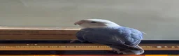 Lovebirds birds for sale: Sweet & Affectionate Female Lovebird For Sale - Advert 7