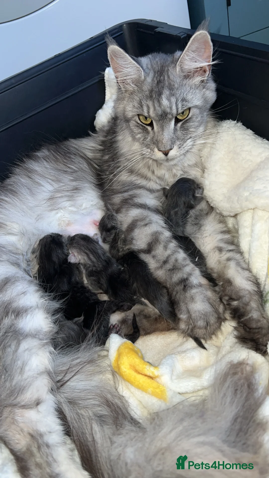 Maine Coon cats for sale: MAINE COON KITTENS DUE! 🤩 in Boston - Advert 2