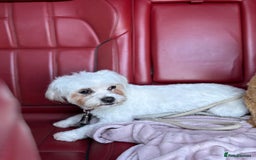 Maltipoo dogs for sale: Maltipoo puppies  - Image 2