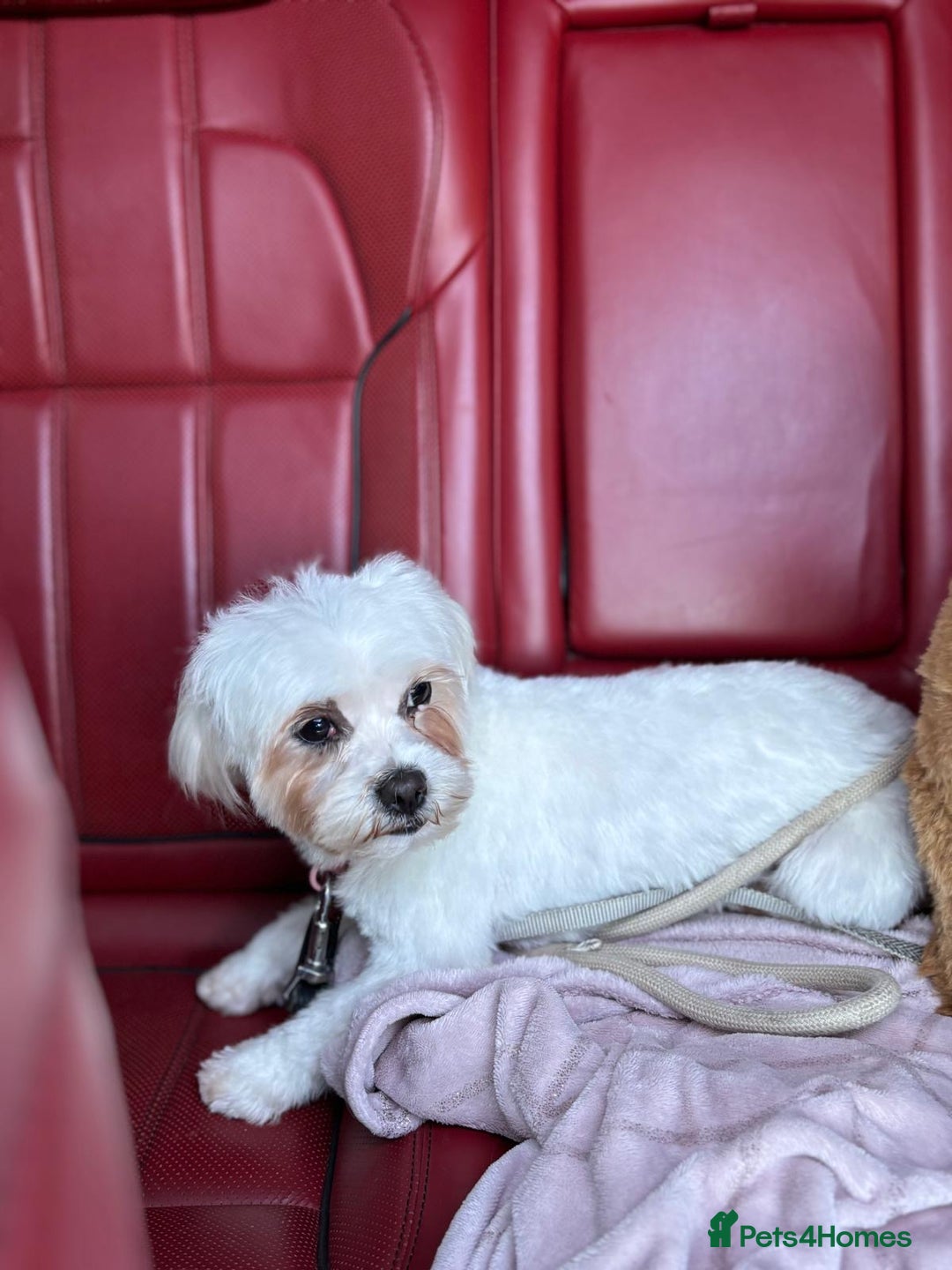 Maltipoo dogs for sale: Maltipoo puppies  - Image 2