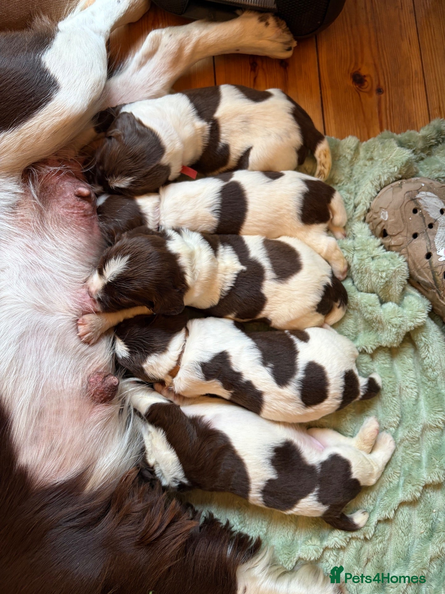 English Springer Spaniel dogs Springer Spaniel Puppies - Advert 2