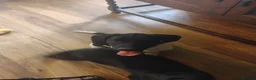 Springador dogs for sale: Beautiful springadors, 6 boys 2 girls.  - Advert 6