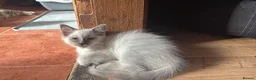 Ragdoll cats for sale: Ragdoll Kittens in Brandon - Advert 5