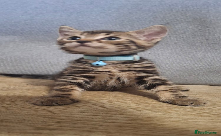 Mixed Breed cats - Advert 2