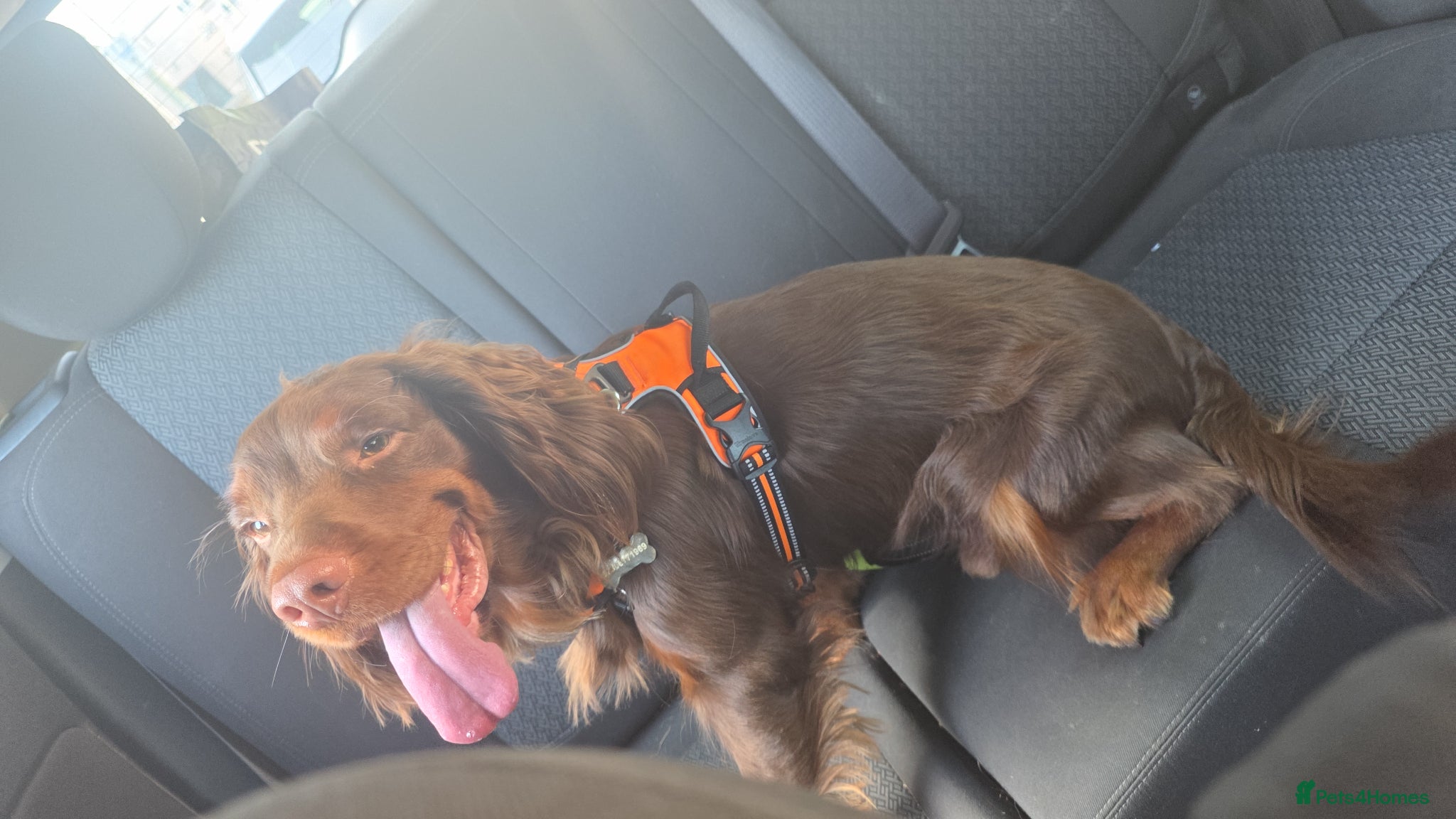 Cocker Spaniel dogs 2 year old Cocker spaniel - Advert 1