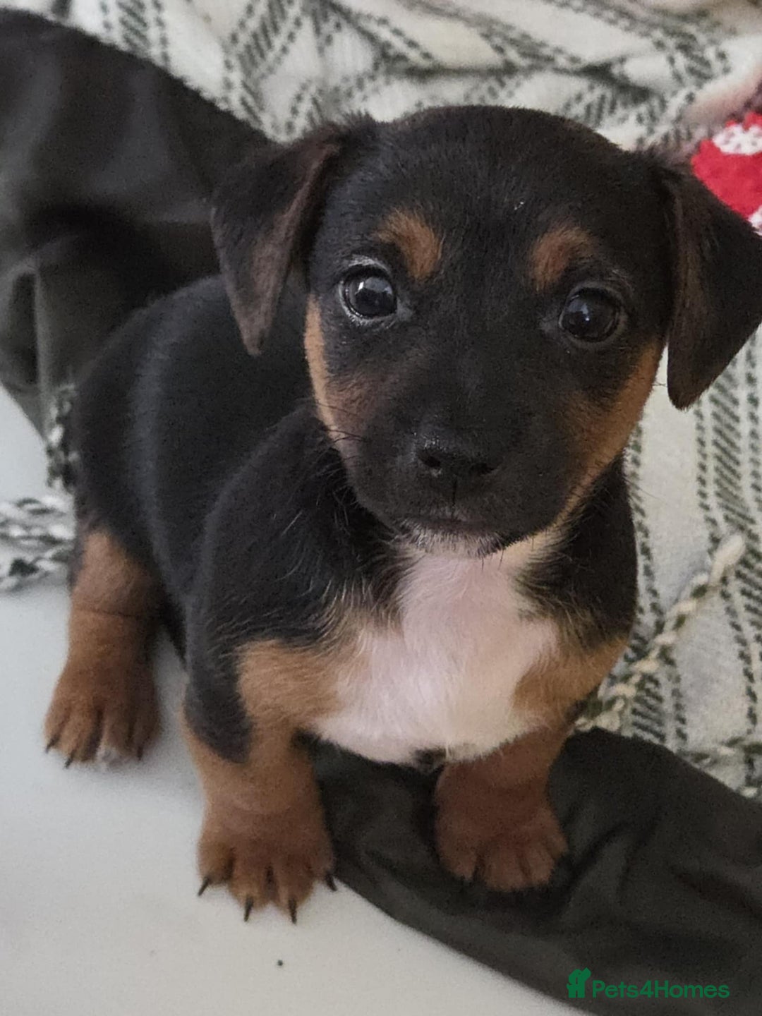 Jack Russell dogs for sale: Jack Russell pups - Image 30