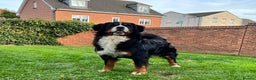 Bernese Mountain Dog dogs for sale: Stunning Pedigree Bernese Mountain Puppies - Advert 17